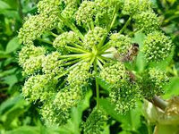 kaufen angelica Kräuterpflanze pflanzung samen Stück, 100 Stück