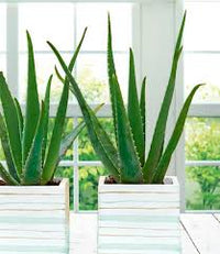 kaufen essbar aloe vera pflanze samen für pflanzung green Stück, 100 Stück