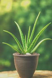 kaufen essbar aloe vera pflanze samen für pflanzung green Stück, 100 Stück