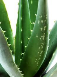 kaufen essbar aloe vera pflanze samen für pflanzung green Stück, 100 Stück