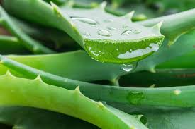 kaufen essbar aloe vera pflanze samen für pflanzung green Stück, 100 Stück