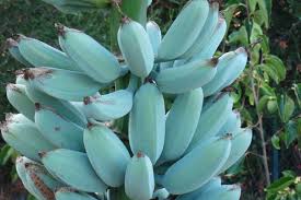 Blaue Bananensamen für einfaches Anpflanzen