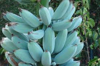 Blaue Bananensamen für einfaches Anpflanzen