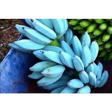 Blaue Bananensamen für einfaches Anpflanzen