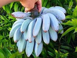 Blaue Bananensamen für einfaches Anpflanzen