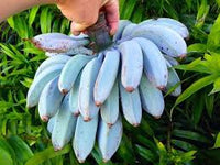 Blaue Bananensamen für einfaches Anpflanzen