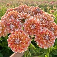 hell Orange Dahlie Blumensamen zur Aussaat duftend Blüten Traditionssorte & ohne Gentechnik Samen Hausgarten