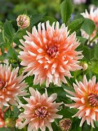 hell Orange Dahlie Blumensamen zur Aussaat duftend Blüten Traditionssorte & ohne Gentechnik Samen Hausgarten