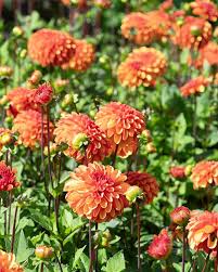 hell Orange Dahlie Blumensamen zur Aussaat duftend Blüten Traditionssorte & ohne Gentechnik Samen Hausgarten
