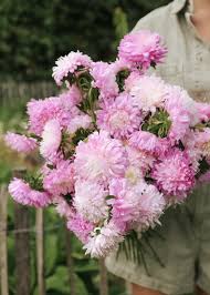 hell Rosa China Aster Blumensamen zur Aussaat lang Blüte Saison Traditionssorte & ohne Gentechnik Samen Hausgarten