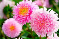 hell Rosa China Aster Blumensamen zur Aussaat lang Blüte Saison Traditionssorte & ohne Gentechnik Samen Hausgarten