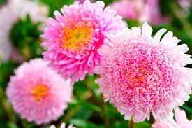 hell Rosa China Aster Blumensamen zur Aussaat lang Blüte Saison Traditionssorte & ohne Gentechnik Samen Hausgarten