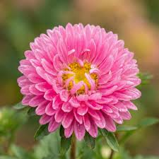 hell Rosa China Aster Blumensamen zur Aussaat lang Blüte Saison Traditionssorte & ohne Gentechnik Samen Hausgarten