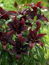 dunkel Rot Lilium Blumensamen zur Aussaat Wildblume Mischung Traditionssorte & ohne Gentechnik Samen Hausgarten