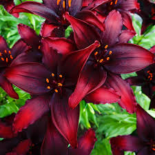 dunkel Rot Lilium Blumensamen zur Aussaat Wildblume Mischung Traditionssorte & ohne Gentechnik Samen Hausgarten