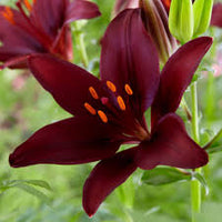 dunkel Rot Lilium Blumensamen zur Aussaat Wildblume Mischung Traditionssorte & ohne Gentechnik Samen Hausgarten