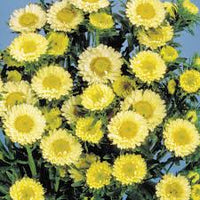 Gelb Grün Aster Blumensamen zur Aussaat saisonal Dauerblüher Traditionssorte & ohne Gentechnik Samen Hausgarten