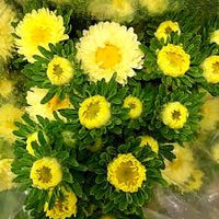 Gelb Grün Aster Blumensamen zur Aussaat saisonal Dauerblüher Traditionssorte & ohne Gentechnik Samen Hausgarten