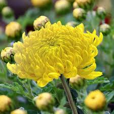 Gelb Grün Aster Blumensamen zur Aussaat saisonal Dauerblüher Traditionssorte & ohne Gentechnik Samen Hausgarten