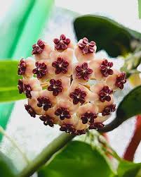 dunkel Creme Hoya Carnosa Blumensamen zur Aussaat saisonal Dauerblüher Traditionssorte & ohne Gentechnik Samen Hausgarten