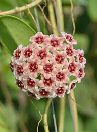 dunkel Creme Hoya Carnosa Blumensamen zur Aussaat saisonal Dauerblüher Traditionssorte & ohne Gentechnik Samen Hausgarten
