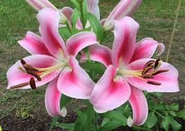 hell Rosa Lilium Blumensamen zur Aussaat sonnenliebend Traditionssorte & ohne Gentechnik Samen Hausgarten