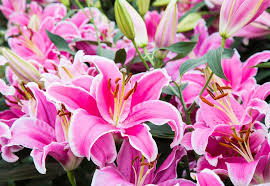 hell Rosa Lilium Blumensamen zur Aussaat sonnenliebend Traditionssorte & ohne Gentechnik Samen Hausgarten