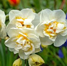 Weiß Gelb gefüllt Petals Narzisse Narzisse Samen zur Aussaat Halbschatten verträglich Traditionssorte & ohne Gentechnik Samen Hausgarten