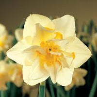 Weiß Gelb gefüllt Petals Narzisse Narzisse Samen zur Aussaat Halbschatten verträglich Traditionssorte & ohne Gentechnik Samen Hausgarten