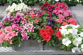 Rosa Mischung Petunie hängend Blumensamen zur Aussaat Traditionssorte ohne Gentechnik leuchtend Garten Blüten