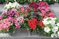 Rosa Mischung Petunie hängend Blumensamen zur Aussaat Traditionssorte ohne Gentechnik leuchtend Garten Blüten
