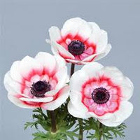 Rosa Weiß Anemone Blumensamen zur Aussaat farbenfroh Schau Traditionssorte & ohne Gentechnik Samen Hausgarten