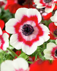 Rosa Weiß Anemone Blumensamen zur Aussaat farbenfroh Schau Traditionssorte & ohne Gentechnik Samen Hausgarten