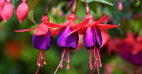 Lavendel Mischung Fuchsias Blumensamen zur Aussaat hochwertige Qualitäts- Traditionssorte & ohne Gentechnik Samen Hausgarten