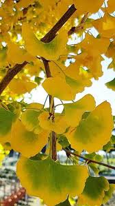 Gelb Maidenhair Blumensamen zur Aussaat leuchtend Blüten Traditionssorte & ohne Gentechnik Samen Hausgarten