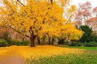 Gelb Maidenhair Blumensamen zur Aussaat leuchtend Blüten Traditionssorte & ohne Gentechnik Samen Hausgarten