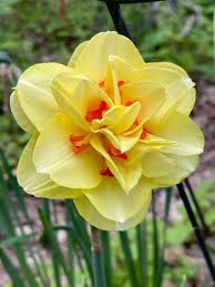 Gelb Rot gefüllt Petals Narzisse Narzisse Blumensamen zur Aussaat Halbschatten verträglich Traditionssorte & ohne Gentechnik Samen Hausgarten