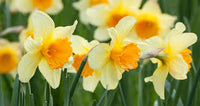 Gelb Rot gefüllt Petals Narzisse Narzisse Blumensamen zur Aussaat Halbschatten verträglich Traditionssorte & ohne Gentechnik Samen Hausgarten