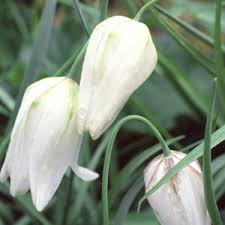 Weiß Fritillaria Blumensamen zur Aussaat leuchtend Traditionssorte & ohne Gentechnik Samen Hausgarten
