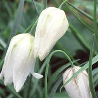 Weiß Fritillaria Blumensamen zur Aussaat leuchtend Traditionssorte & ohne Gentechnik Samen Hausgarten