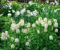 Weiß Fritillaria Blumensamen zur Aussaat leuchtend Traditionssorte & ohne Gentechnik Samen Hausgarten