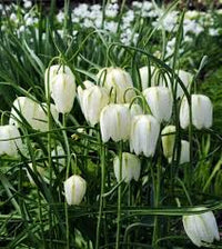 Weiß Fritillaria Blumensamen zur Aussaat leuchtend Traditionssorte & ohne Gentechnik Samen Hausgarten
