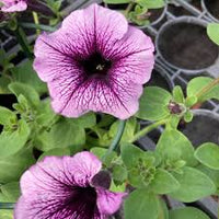 Dotted Bordeaux Petunie Samen zur Aussaat Traditionssorte ohne Gentechnik Blumensamen Anzucht Garten Blüten