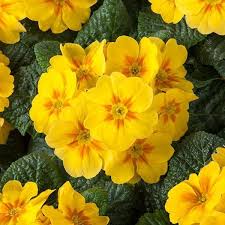 Gelb Primel Blumensamen zur Aussaat hochwertige Qualitäts- Traditionssorte & ohne Gentechnik Samen Hausgarten