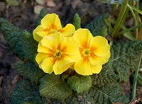 Gelb Primel Blumensamen zur Aussaat hochwertige Qualitäts- Traditionssorte & ohne Gentechnik Samen Hausgarten