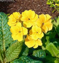 Gelb Primel Blumensamen zur Aussaat hochwertige Qualitäts- Traditionssorte & ohne Gentechnik Samen Hausgarten