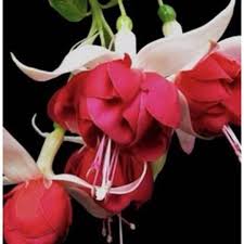 Kastanienrot Rot Fuchsie Blumensamen zur Aussaat Landhaus Garten wichtig Traditionssorte & ohne Gentechnik Samen Hausgarten