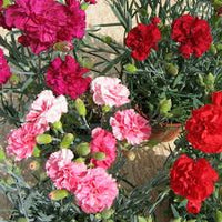 Gemischt Nelke Blumensamen zur Aussaat Bestäuber freundlich Traditionssorte & ohne Gentechnik Samen Hausgarten