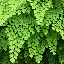 Grün Maidenhair Blumensamen zur Aussaat Garten beliebt Traditionssorte & ohne Gentechnik Samen Hausgarten