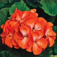 hell Orange Geranie Blumensamen zur Aussaat Schnitt Blume beliebt Traditionssorte & ohne Gentechnik Samen Hausgarten